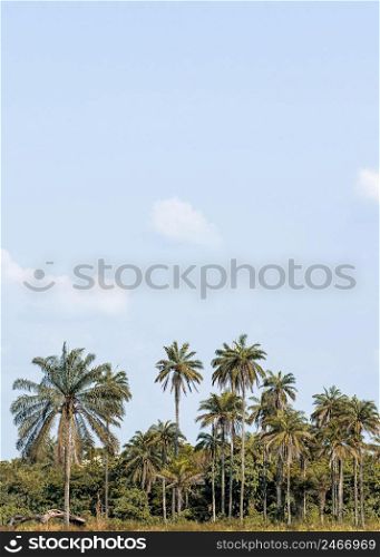 view african nature scenery with vegetation copy space