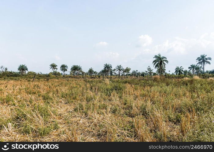 view african nature scenery with vegetation trees