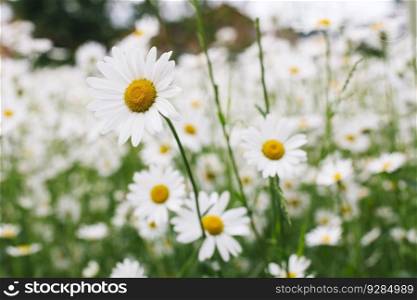 View at field of daisy flowers
