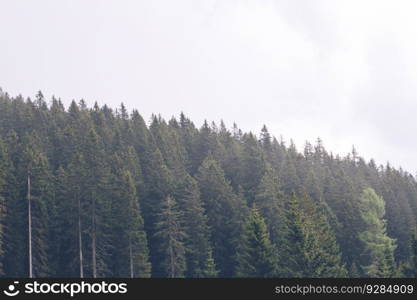 View at pine forest on mountain