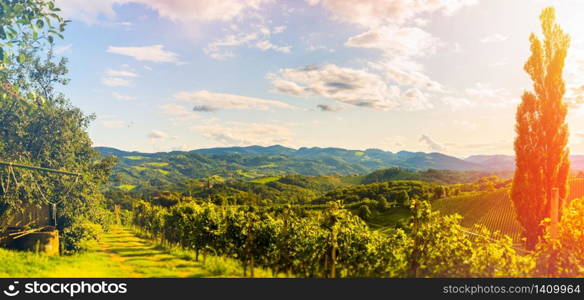 View at vineyards on Slovenia - Austria border. Panoramic view at tourist destination in Spicnik - south Styria. Panoramic view at vineyards tourist destination in Spicnik - south Styria.