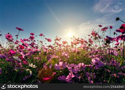 View cosmos flower and sky sunset, natural background.