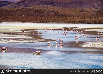 View flock of James Flamingo feeding in the Canapa Lake in Bolivia