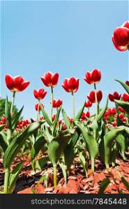 view from below of many red tulips on flower field on blue sky background