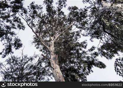 View from below on dark eucalyptus tree