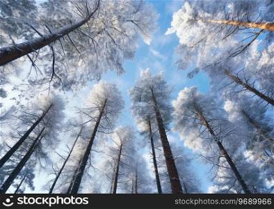 View from below on pine trees covered with frost and blue sky.AI Generative