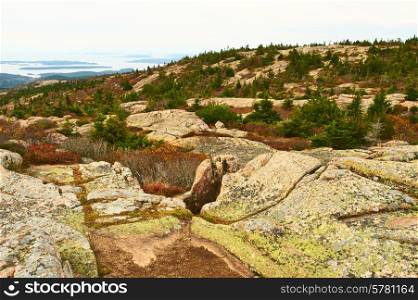 View from Caddilac Mountain in Acadia National Park, Maine, USA.