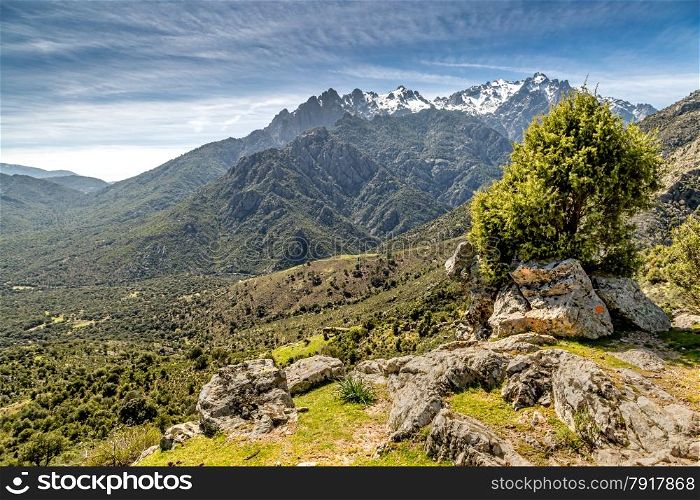View from Sentier Ile Rousse a Corte near Maltifao in Corsica towards the Asco mountains with rocks and a bush in the foreground and a wispy blue sky Corte near Maltifao in Corsica towards the Asco mountains with rocks and a bush in the foreground and a wispy blue sky