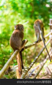 view from the back - monkeys on the fence in nature