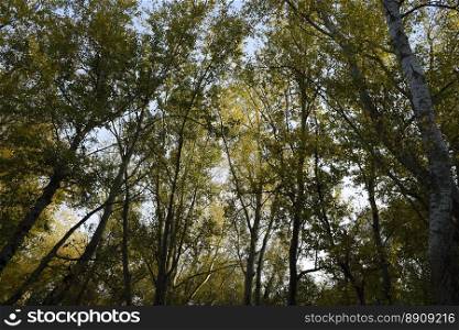 View from the bottom up in a forest of silver poplars. Background of the sky and trees. Autumn in the forest.. View from the bottom up in a forest of silver poplars. Background of the sky and trees. Autumn in the forest