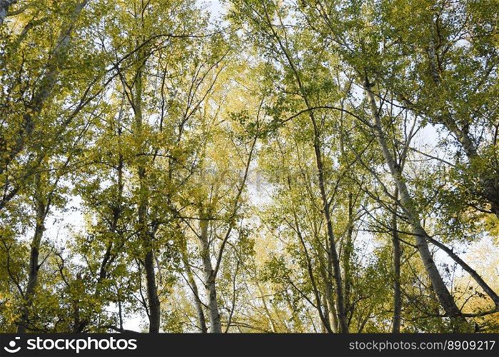 View from the bottom up in a forest of silver poplars. Background of the sky and trees. Autumn in the forest.. View from the bottom up in a forest of silver poplars. Background of the sky and trees. Autumn in the forest