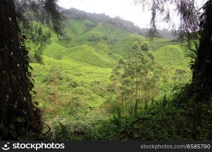 View from the forest on the tea plantation in Cameron Highlands, Malaysia