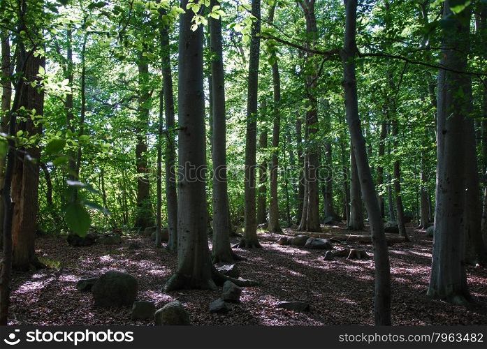 View in a beech forest at summer