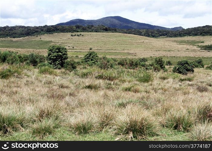 View in the Horton plains national park, Sri Lanka