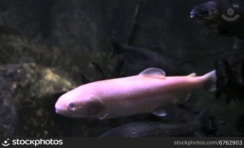 View inside an aquarium