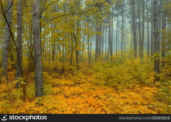 View inside of the autumn foggy forest on the trees. Scenic foggy landscape