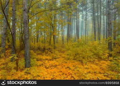 View inside of the autumn foggy forest on the trees. Scenic foggy landscape
