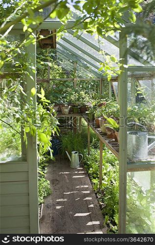 View into sunlit greenhouse