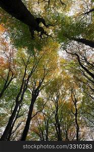 view looking up at birch and beech trees in middle of forest