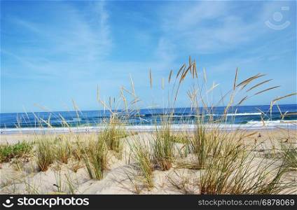 View of a beautiful landscape dune flora in Algarve, Portugal