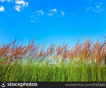 view of a blue sky from tall grass