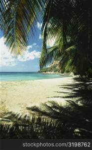View of a calm sea from a canopy of palm fronds, St. Lucia