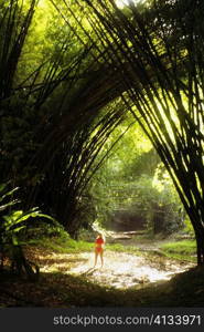 View of a dense bamboo groove, Tobago, Caribbean