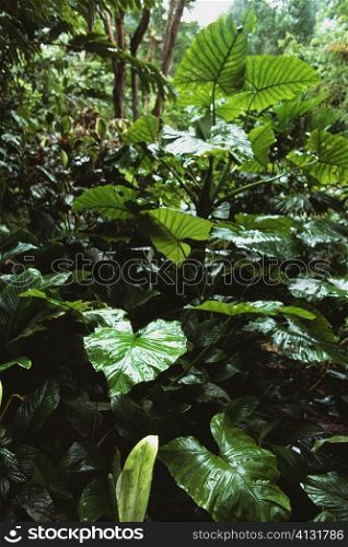 View of a densely vegetated rainforest area, Trinidad, Caribbean