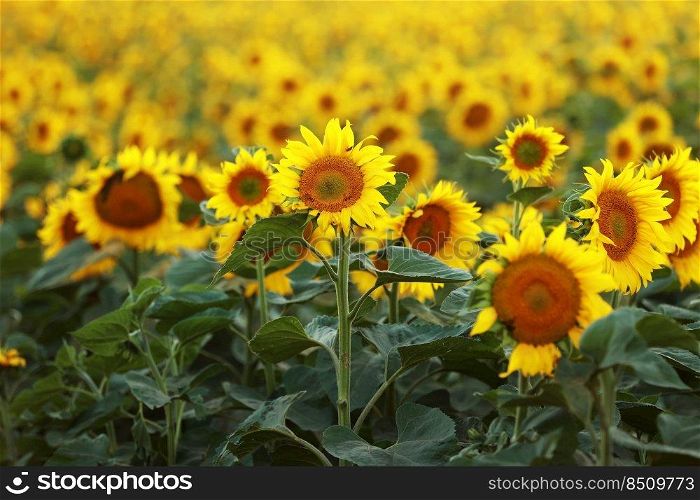 view of a field of yellow sunflowers in the light of the setting sun. Beautiful summer landscape with sunset and flowering meadow Rich harvest. Agriculture of production of sunflower oil and seeds.. view of a field of yellow sunflowers in the light of the setting sun. Beautiful summer landscape with sunset and flowering meadow Rich harvest. Agriculture of production of sunflower oil and seeds