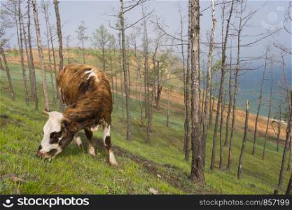 View of a grazing cow on the steep shore of Lake Baikal on Olkhon Island on a summer clear day