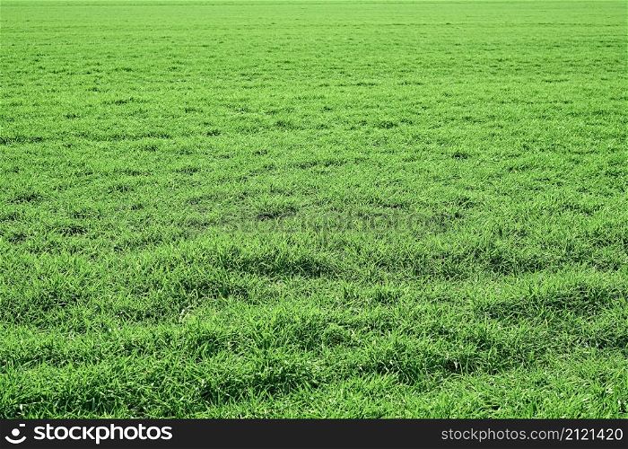 View of a green spring field with lush grass and sunlight with copy space. Natural green plants of the landscape, ecology of space, care for nature. Idea of fresh wallpaper as background
