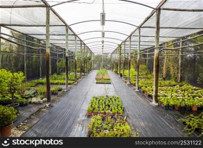 View of a greenhouse full of plants