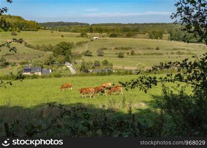 View of a herd of cows on the pasture with small huts. In the background in the Gaume prairies in Belgium