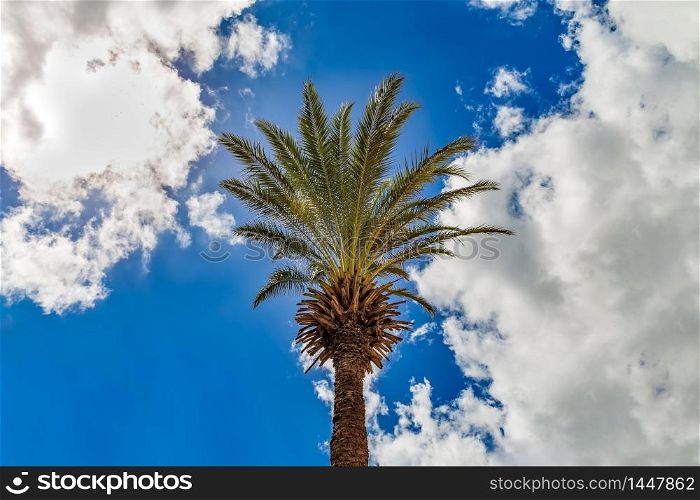 View of a lone palm tree with blue sky and clouds as a background. Caribbean Island of Curacao, Dutch Antilles