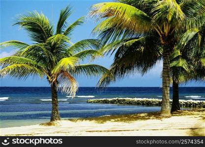View of a man relaxing on a beach at Half Moon Bay Resort, Jamaica