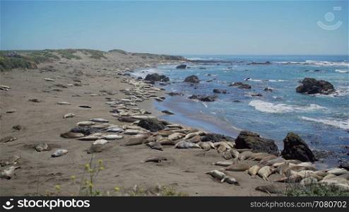 View of a massive elephant seal colony near San Simeon California