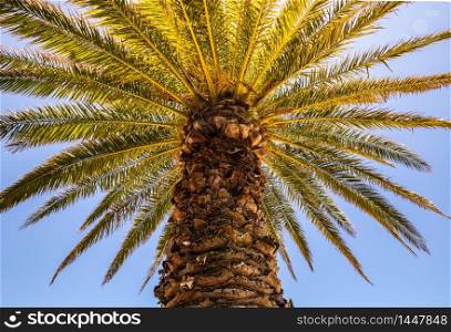 View of a palm tree from the ground with warm sunlight around it
