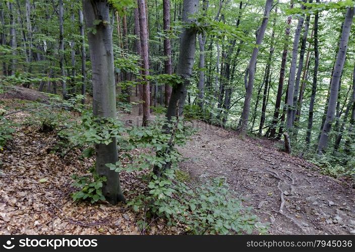 View of a path through a lush green summer forest and elderly tourist, Vitosha mountain, Bulgaria