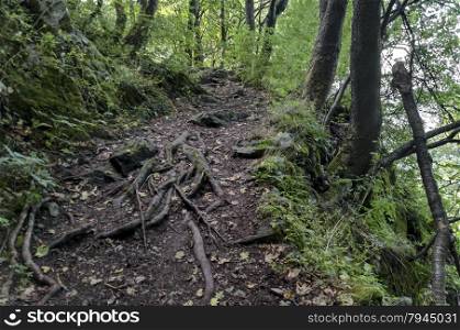 View of a path through a lush green summer forest, Vitosha mountain, Bulgaria