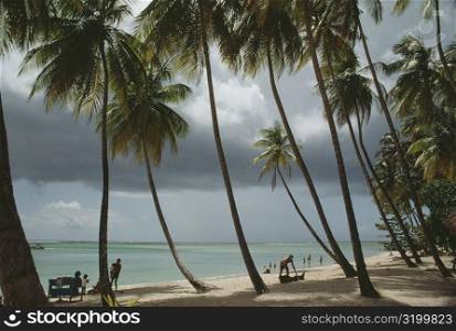 View of a scenic beach on a sunny day, Pigeon Point, Tobago