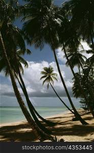 View of a scenic beach on a sunny day, Pigeon Point, Tobago, Caribbean