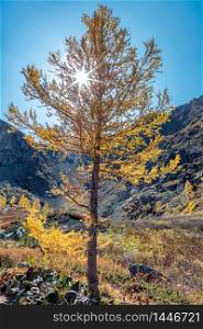 View of a single golden tree with sun rays piercing through it and mountains in the background in Altai Republic, Siberia, Russia. Fall 2019