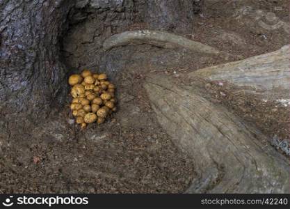 View of a small group of mushrooms at the foot of a tree