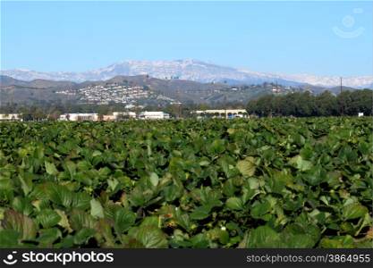View of a strawberry field with snow montains in the background.