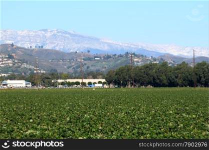 View of a strawberry field with snow montains in the background.