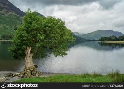 View of a tree by the lake at Buttermere