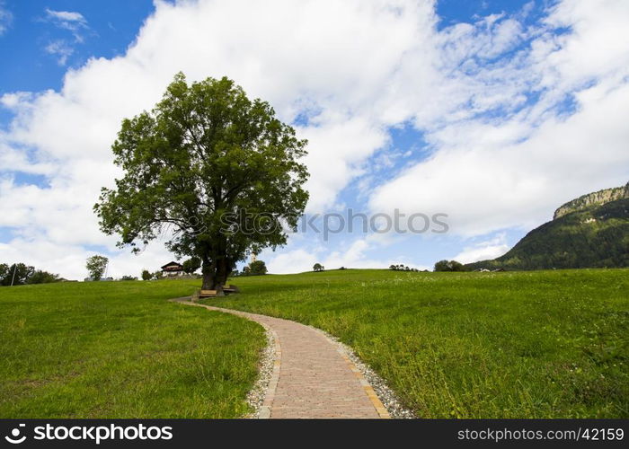 View of a tree with a path in Seiser Alm with green fields, blue sky and clouds