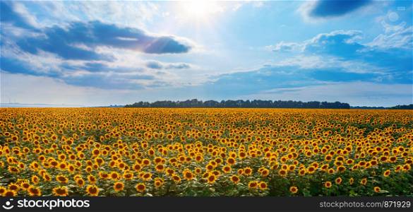 View of a very large field of sunflowers.