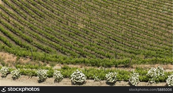 View of a vineyard in Casablanca Valley, Chile