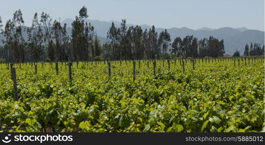 View of a vineyard in Casablanca Valley, Chile